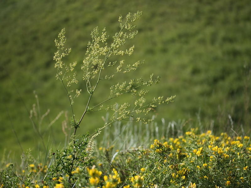 Image of Thalictrum minus specimen.