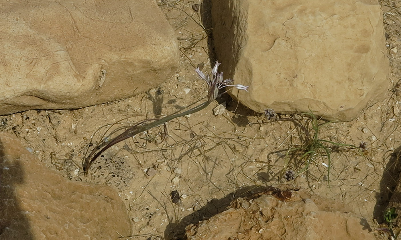 Image of Allium desertorum specimen.