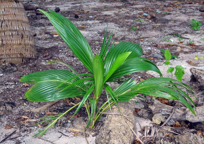 Изображение особи Cocos nucifera.