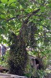 Ficus hispida. Средняя часть ствола с плодами. Андаманские острова, Порт-Блэр. 29.12.2014.