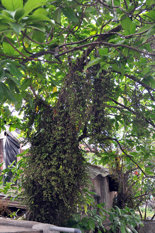 Изображение особи Ficus hispida.