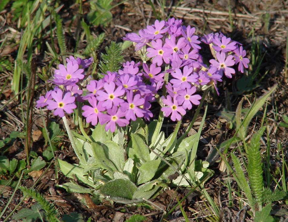 Изображение особи Primula farinosa.