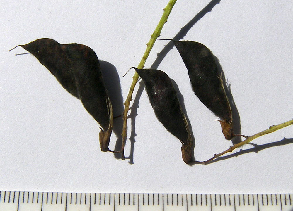 Image of Vicia abbreviata specimen.