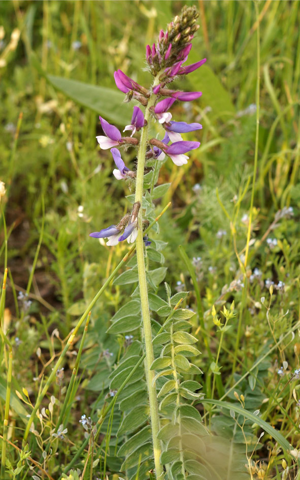 Изображение особи Oxytropis ferganensis.