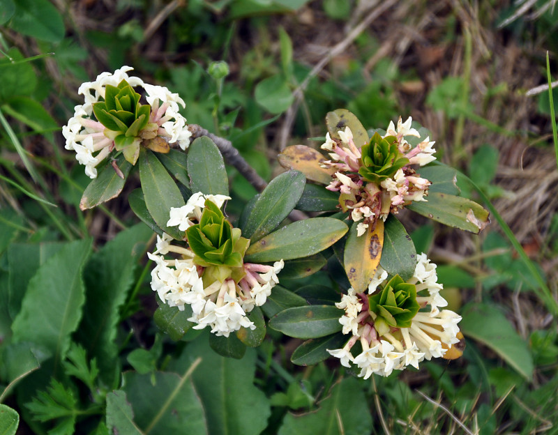 Image of Daphne glomerata specimen.