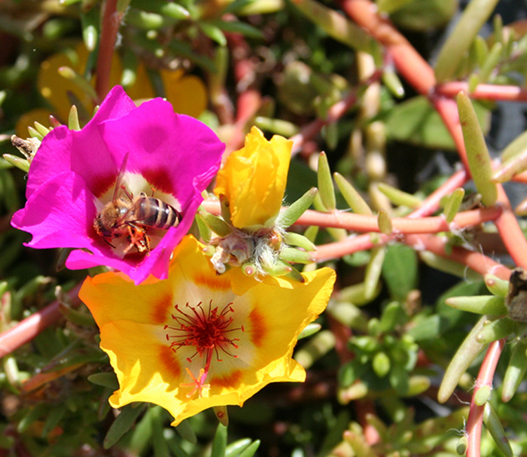 Image of Portulaca grandiflora specimen.