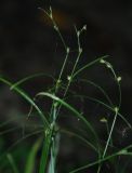 Carex remota. Побеги с соцветиями. Адыгея, долина р. Фарс. 15.08.2008.