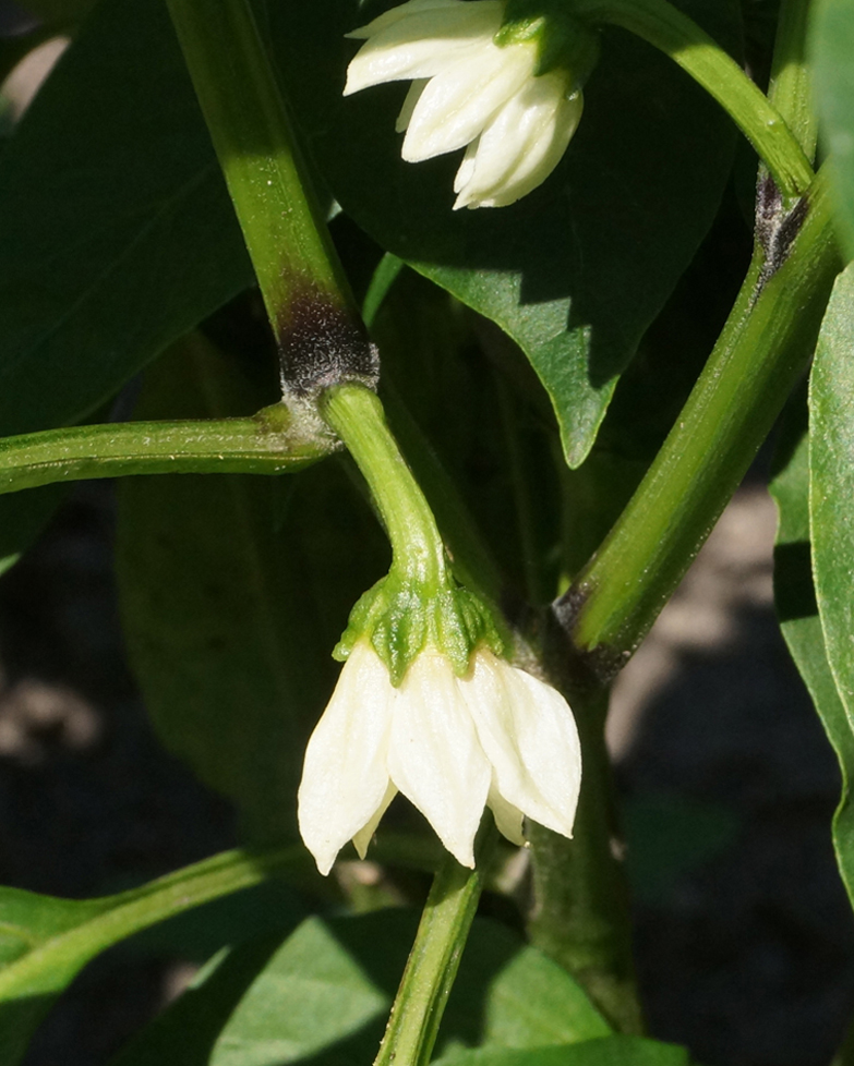 Изображение особи Capsicum annuum.