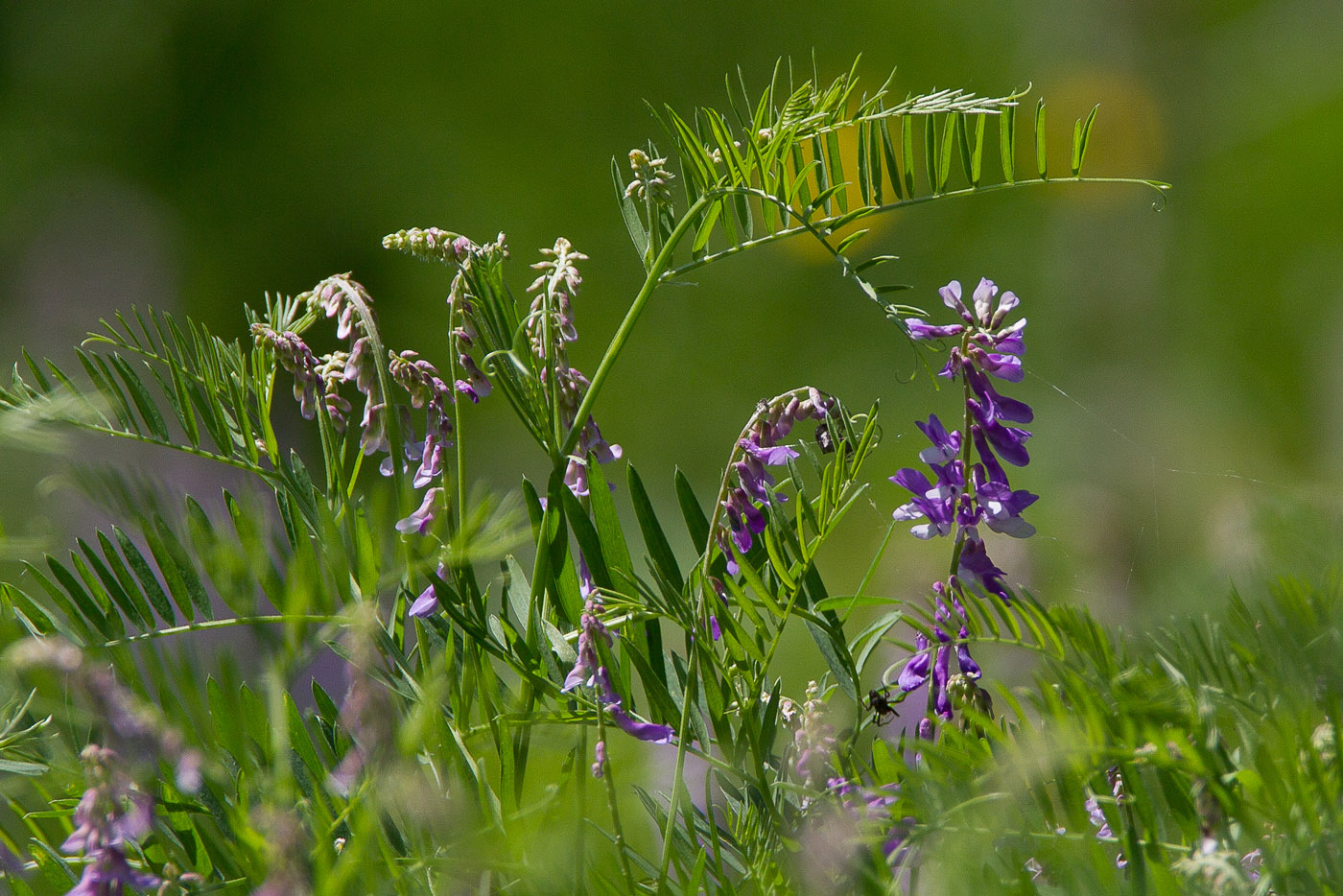 Изображение особи Vicia tenuifolia.