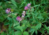 Trifolium lupinaster. Верхушки цветущих растений. Бурятия, Тункинские Гольцы, окр. с. Аршан, опушка хвойного леса. 20.07.2011.