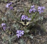 Matthiola tricuspidata