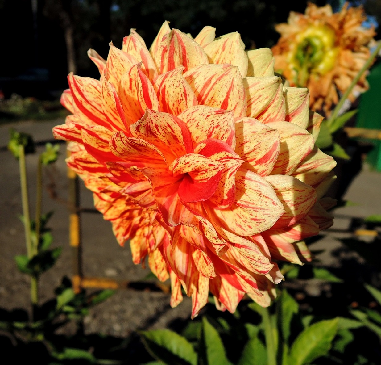 Image of Dahlia × cultorum specimen.