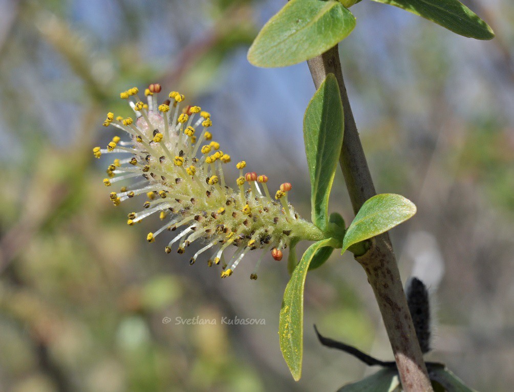 Изображение особи Salix kochiana.