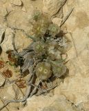 Lomelosia porphyroneura