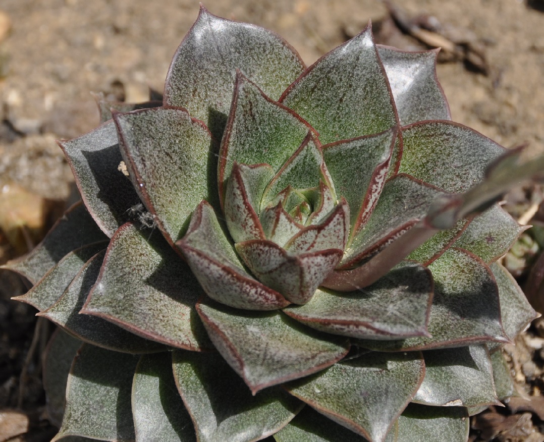 Image of Echeveria purpusorum specimen.