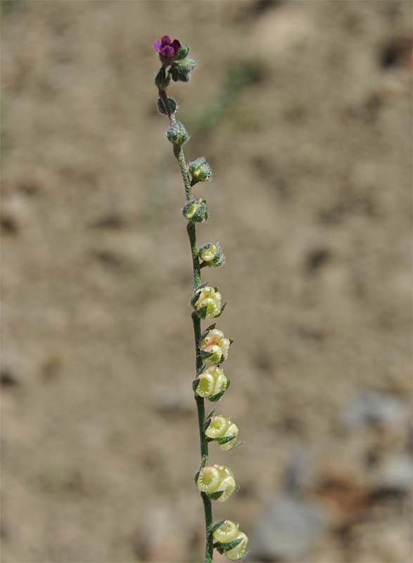 Image of Paracaryum strictum specimen.