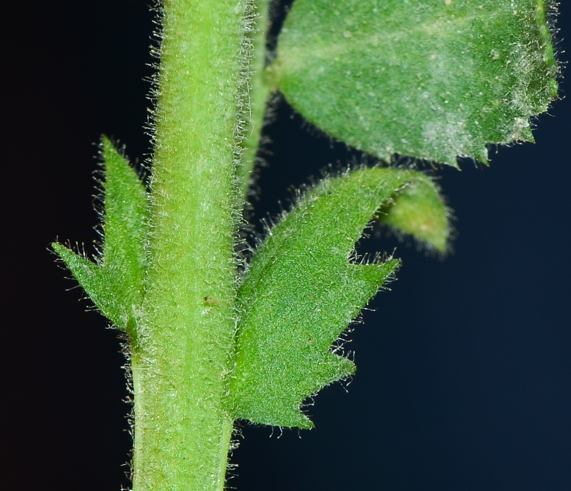 Image of Cicer arietinum specimen.