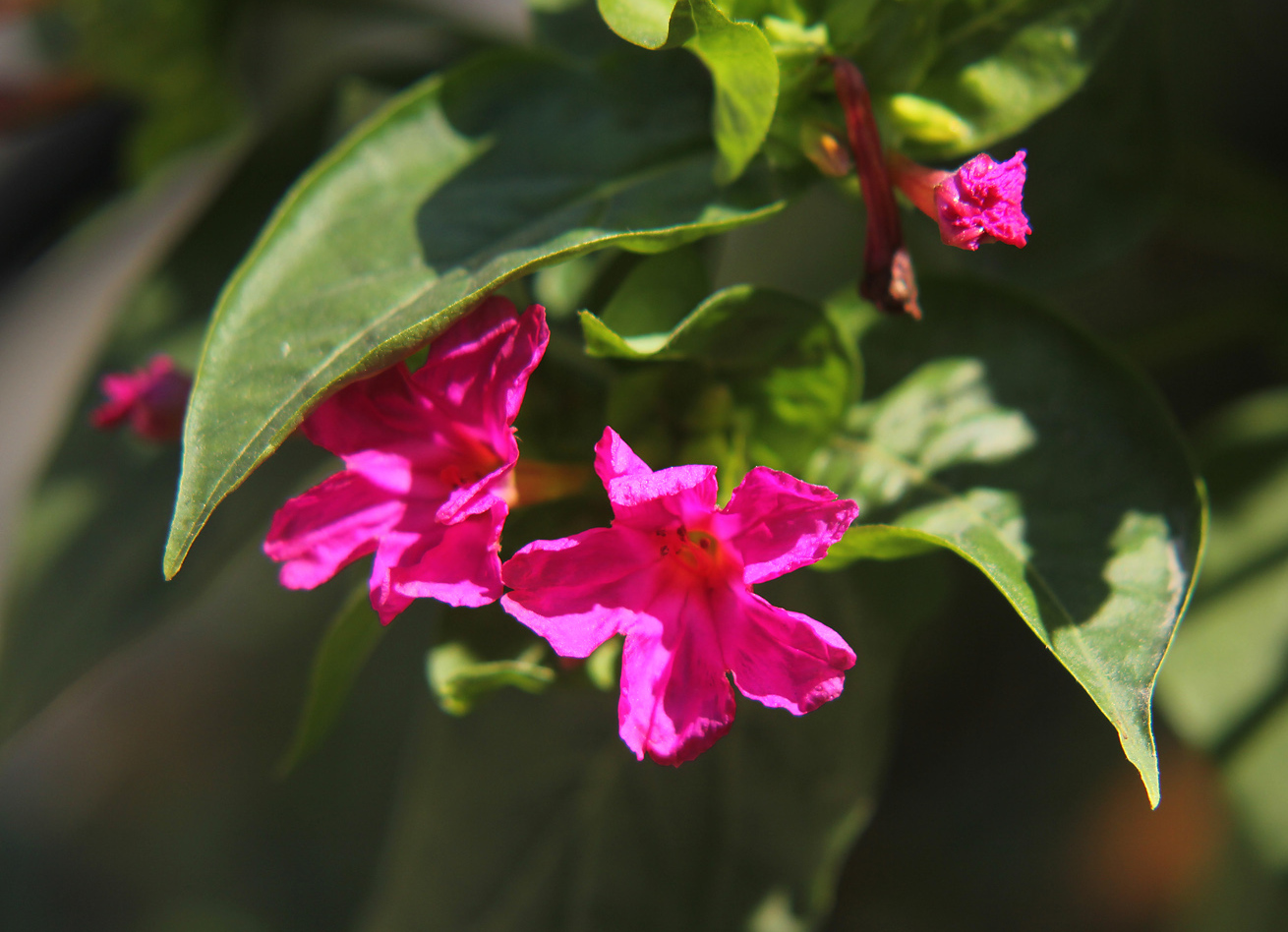 Image of Mirabilis jalapa specimen.