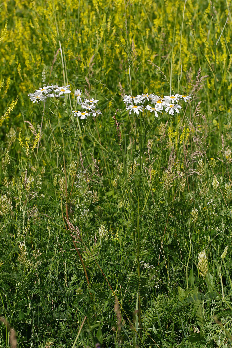 Image of Pyrethrum corymbosum specimen.