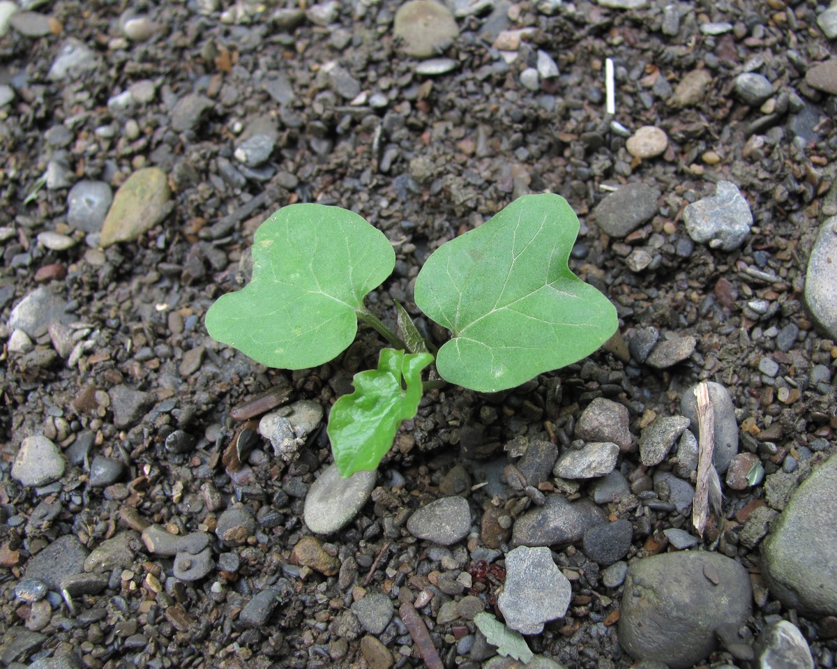 Image of Calystegia silvatica specimen.