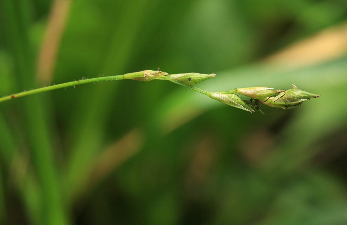 Изображение особи Carex pilosa.