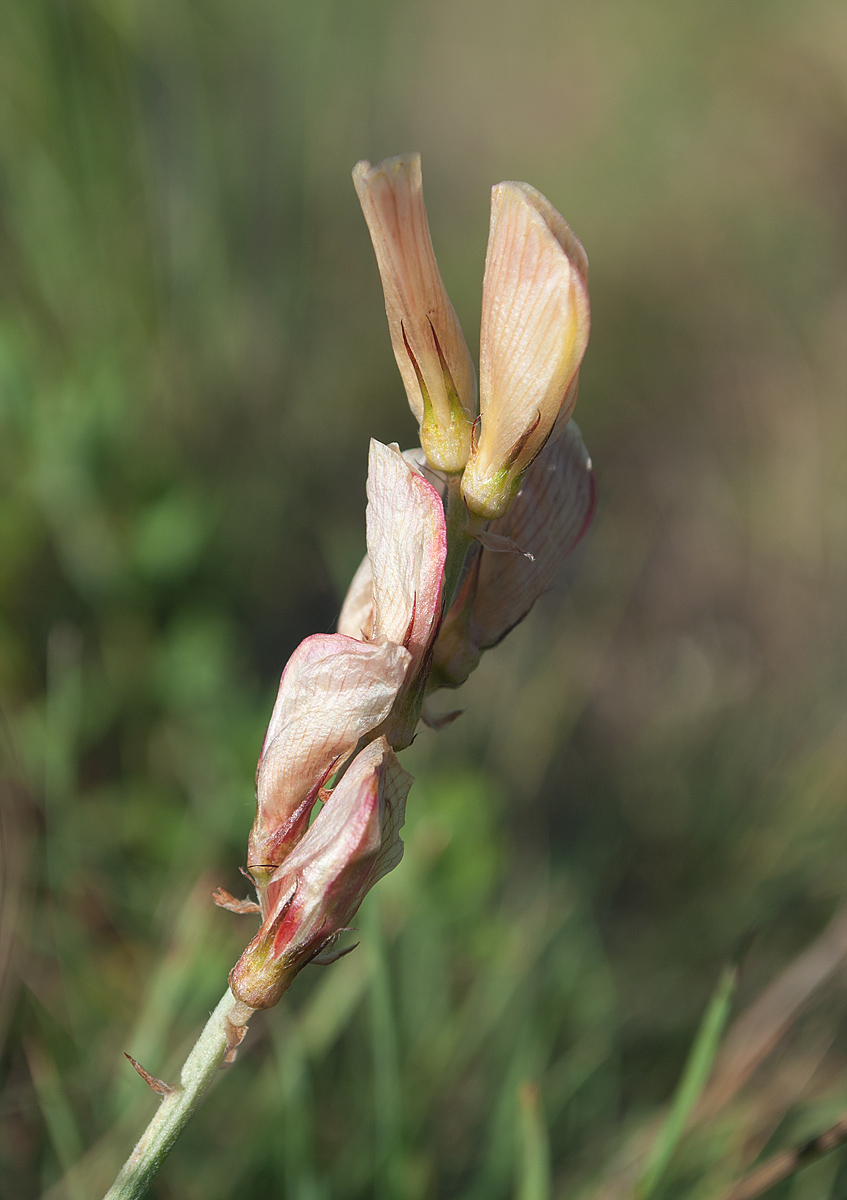 Image of Hedysarum splendens specimen.