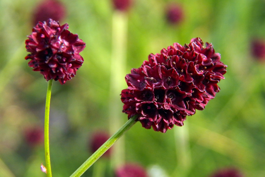 Изображение особи Sanguisorba officinalis.