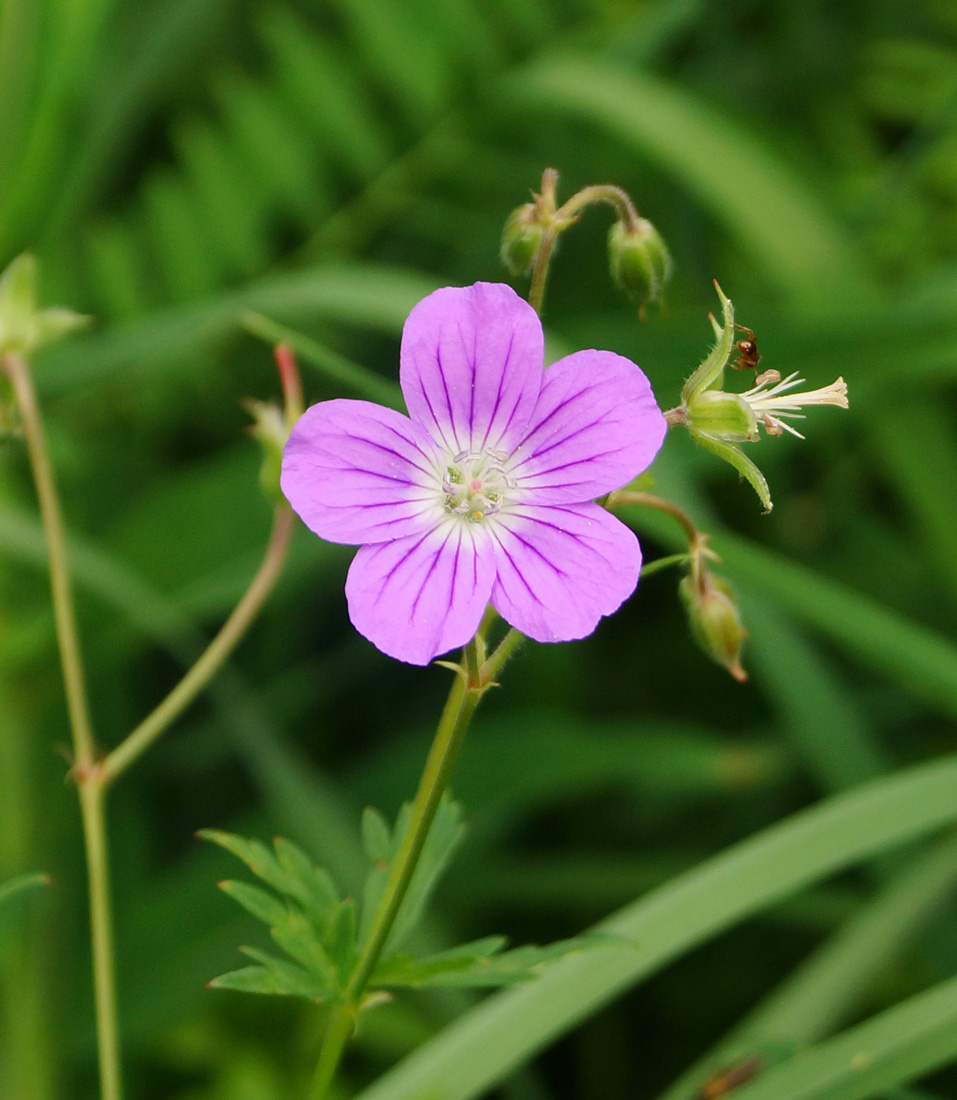 Image of Geranium sylvaticum specimen.