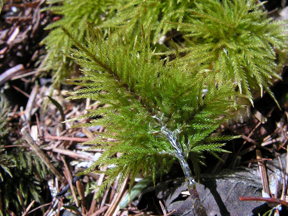 Image of Pleuroziopsis ruthenica specimen.