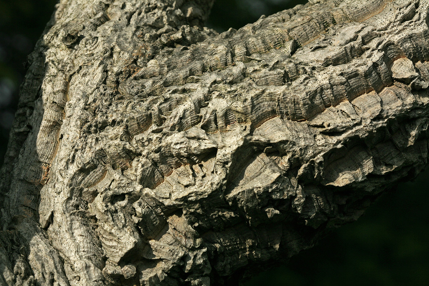 Image of Phellodendron amurense specimen.