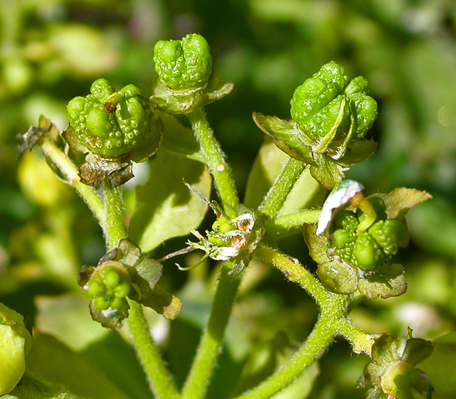 Image of Haplophyllum thesioides specimen.