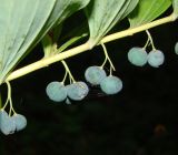 Polygonatum multiflorum. Плоды. Республика Мордовия, г. Саранск, Пролетарский р-н, ПКиО, около дорожки в дубраве. 27 июля 2015 г.