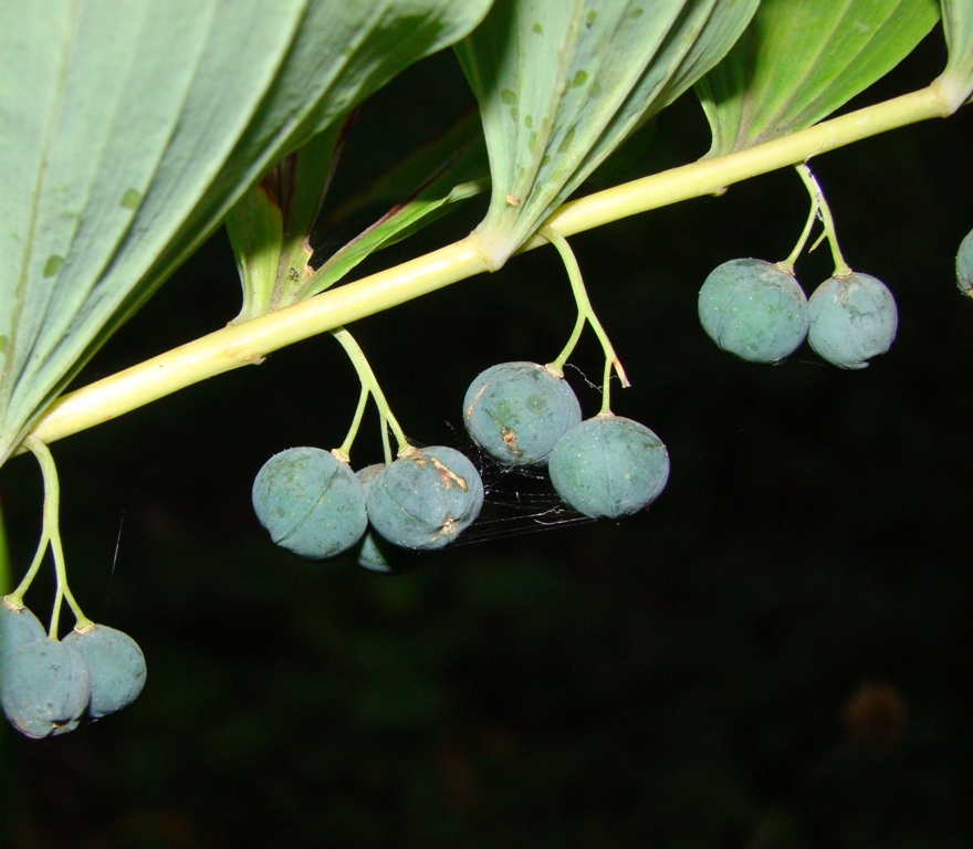 Image of Polygonatum multiflorum specimen.