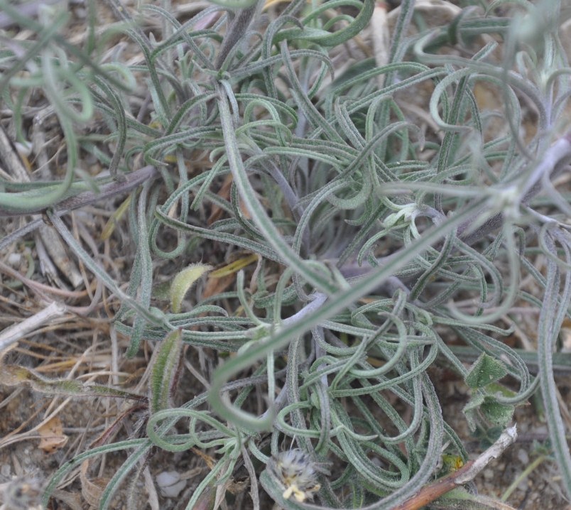 Image of Erysimum graecum specimen.