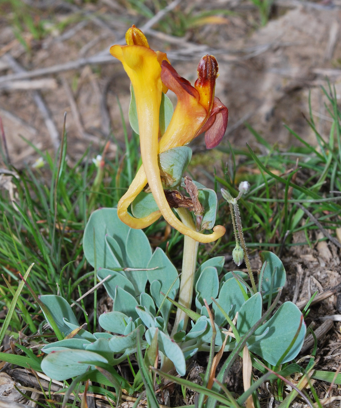 Image of Corydalis sewerzowii specimen.