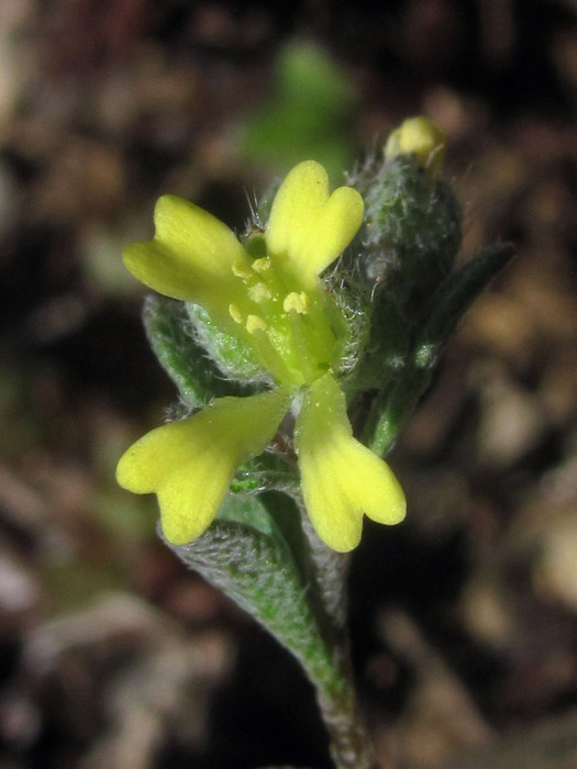 Изображение особи Alyssum smyrnaeum.