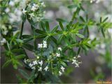 род Galium. Верхушка растения с соцветиями. Украина, Ивано-Франковская обл., Болеховский горсовет, Поляницкий сельсовет, Поляницкий региональный ландшафтный парк, буковый лес. 05.07.2017.