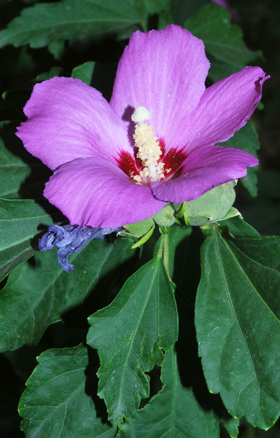 Изображение особи Hibiscus syriacus.