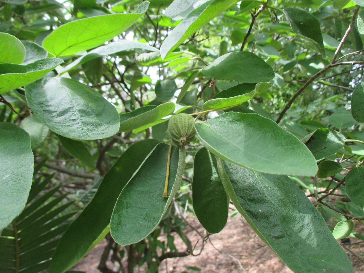 Image of Cordia boissieri specimen.