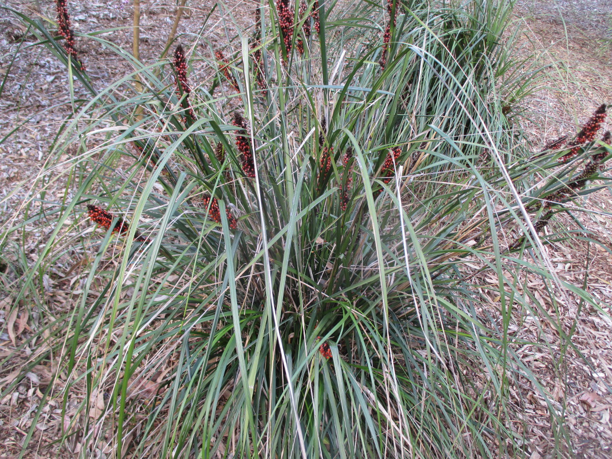 Image of Gahnia aspera specimen.