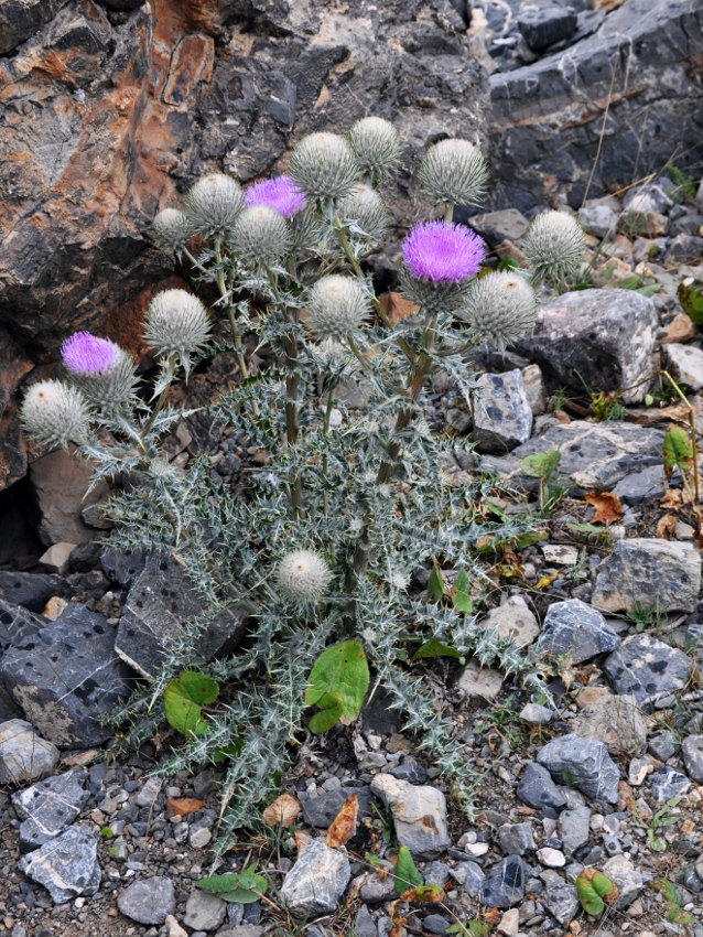 Image of Olgaea eriocephala specimen.