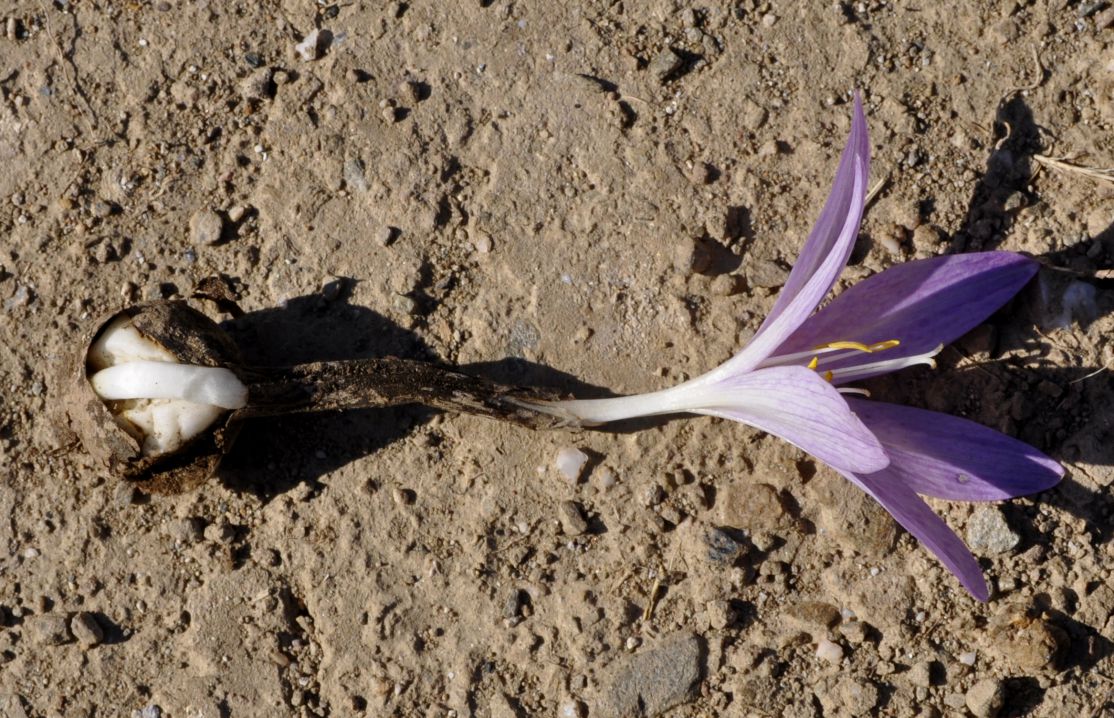 Image of Colchicum chalcedonicum specimen.