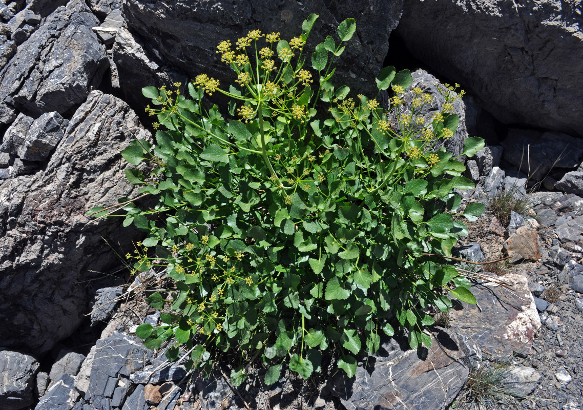 Image of Angelica ternata specimen.