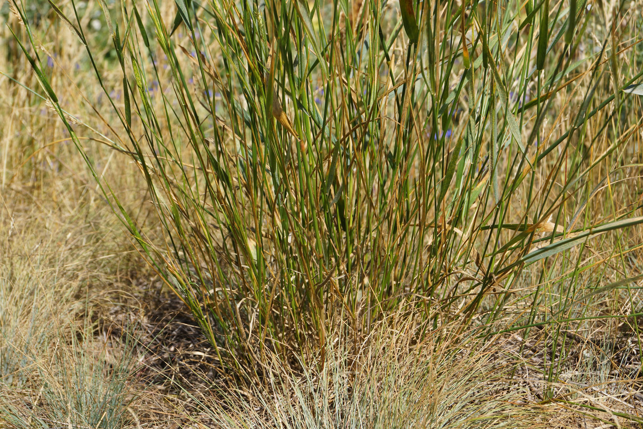 Изображение особи Agropyron pectinatum.