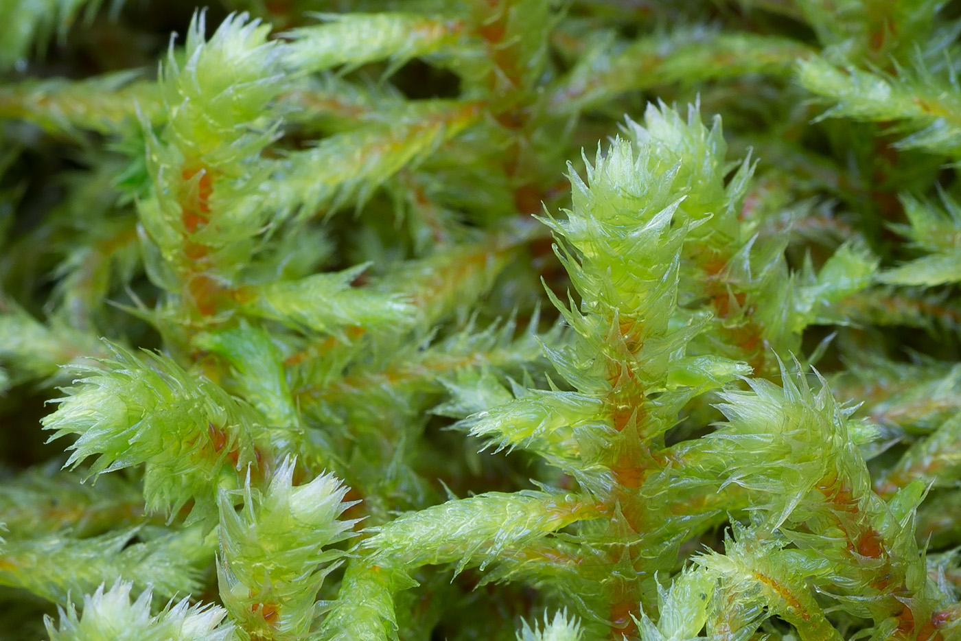 Image of Rhytidiadelphus triquetrus specimen.