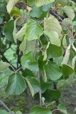 Actinidia chinensis разновидность deliciosa. Часть ветви. Краснодарский край, г. Сочи, Лазаревский р-н, с. Барановка, в культуре. 11.08.2017.