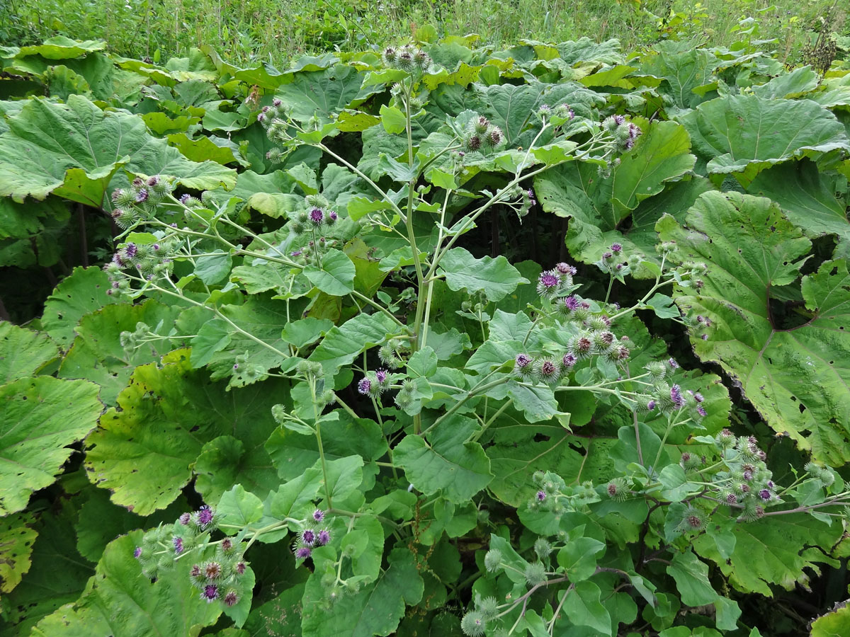 Image of Arctium &times; ambiguum specimen.