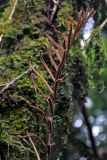 Plagiogyria egenolfioides. Верхушка спороносной вайи. Малайзия, Камеронское нагорье, гора Ирау, ≈ 1900 м н.у.м., туманный (моховой) лес. 04.05.2017.
