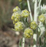 Artemisia caucasica. Соцветия. Дагестан, г. о. Махачкала, окр. с. Талги, склон горы. 15.05.2018.