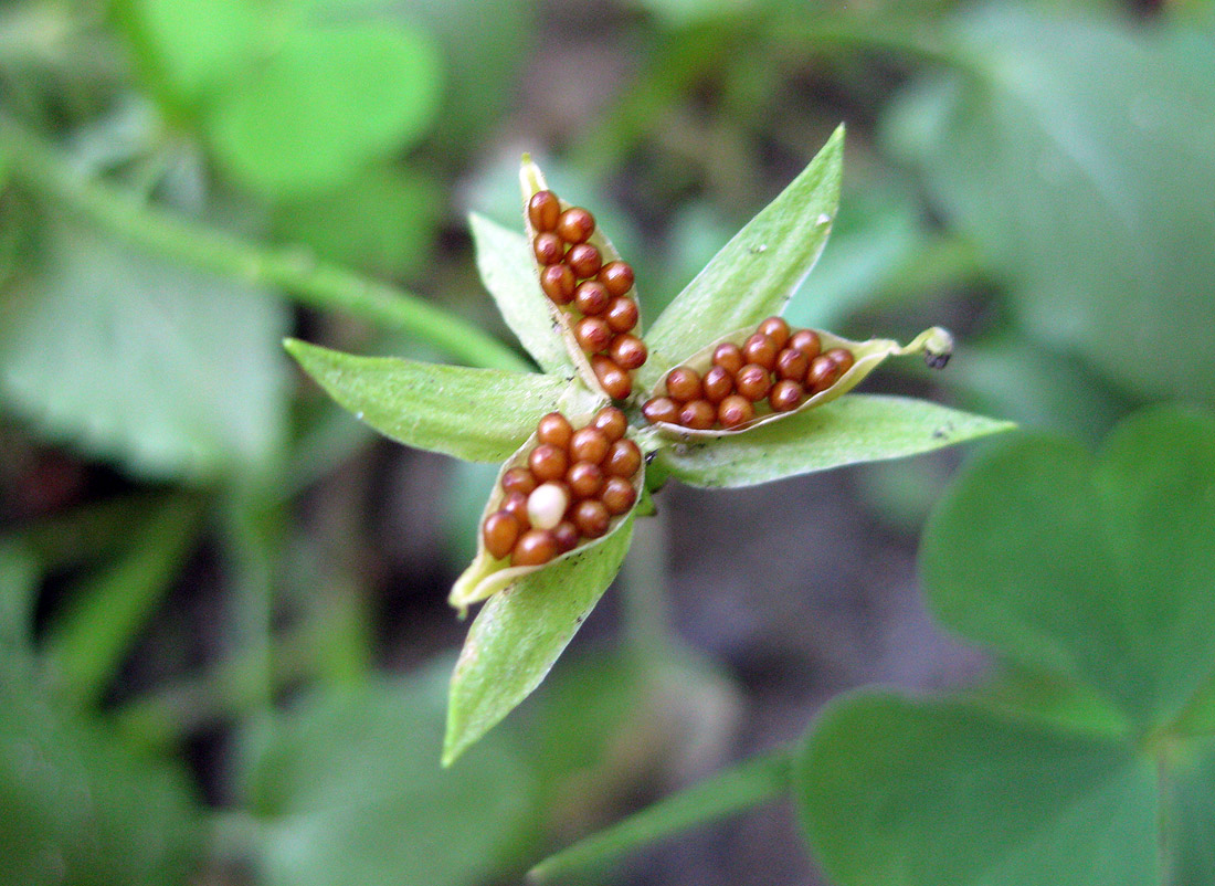 Image of Viola wittrockiana specimen.